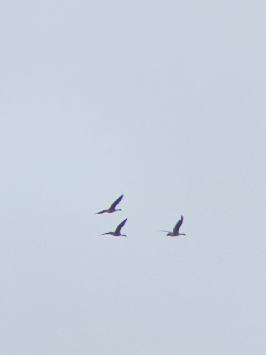 Bernache du Canada - ML645895247