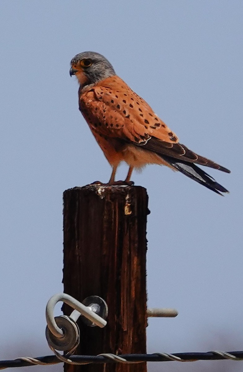 Rock Kestrel - ML645895255