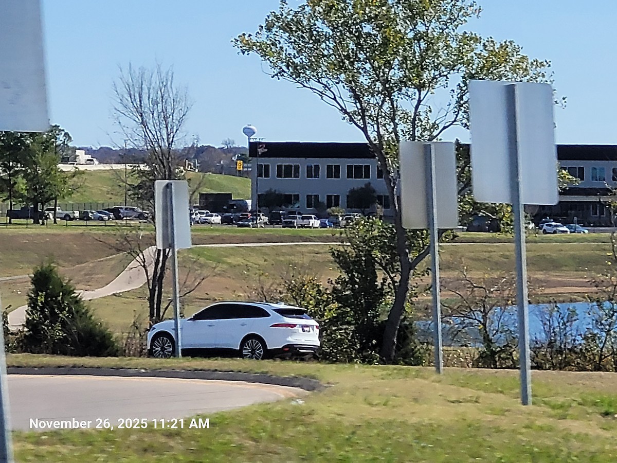 Bernache du Canada - ML645895258