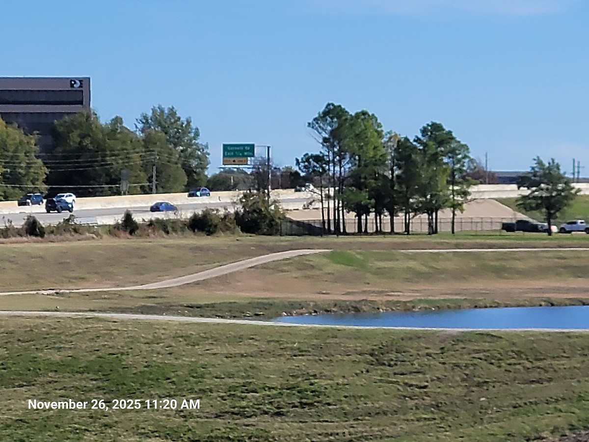 Bernache du Canada - ML645895259