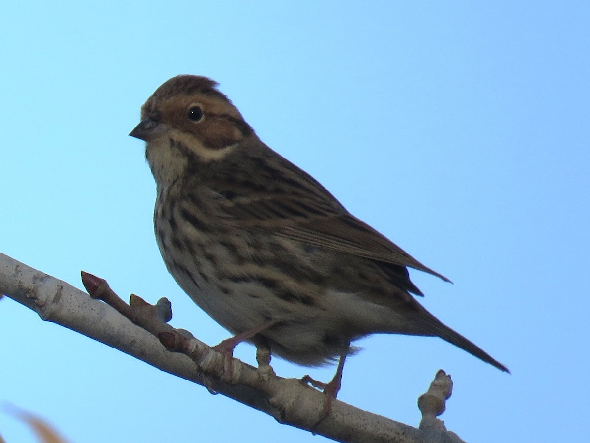 Little Bunting - ML645895263