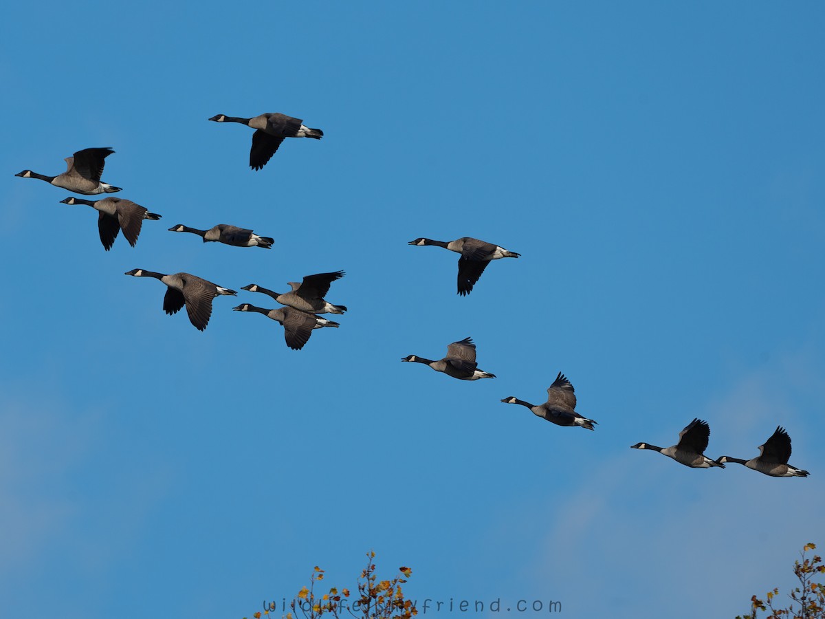 Bernache du Canada - ML645895267