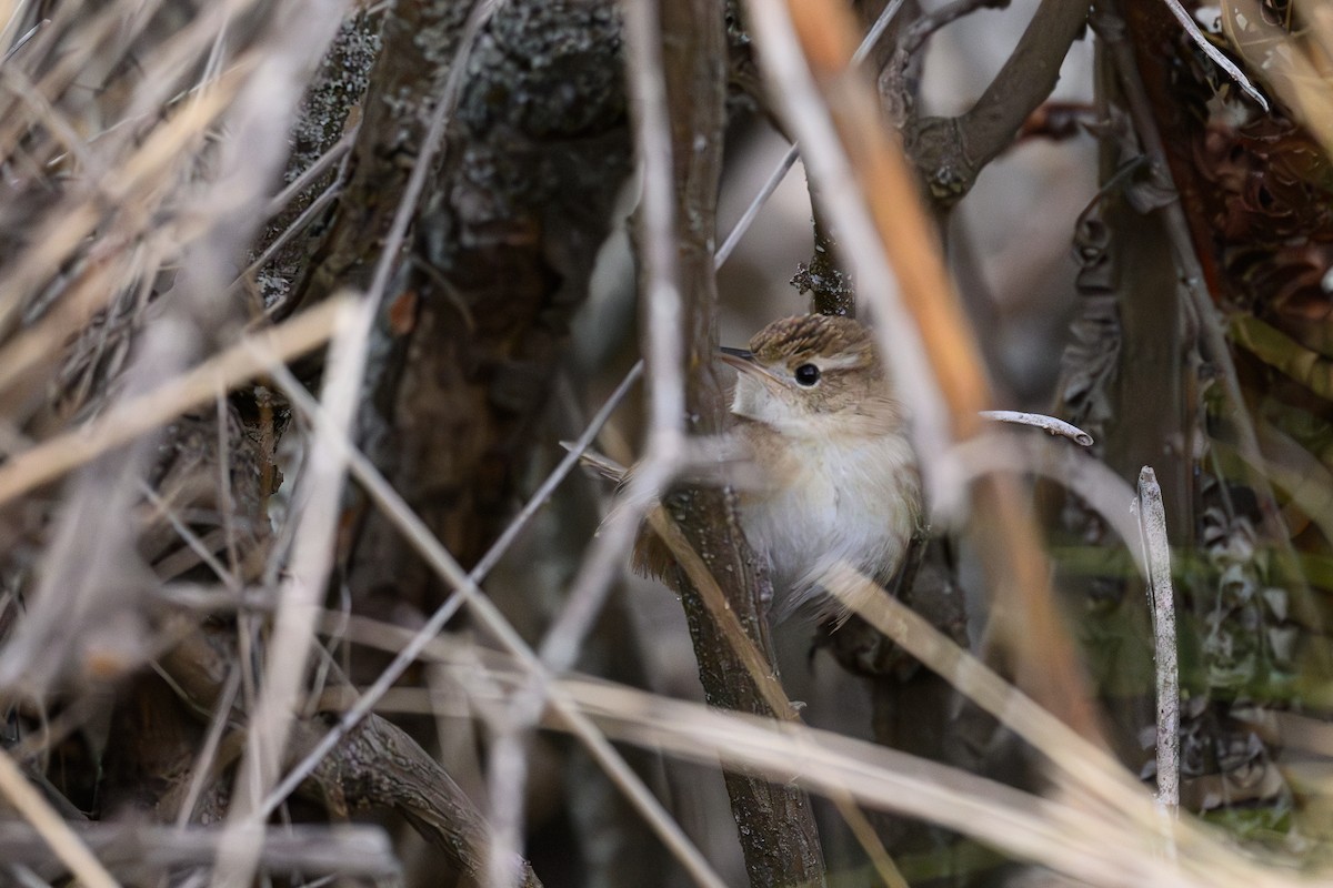 Травяной крапивник - ML645895275