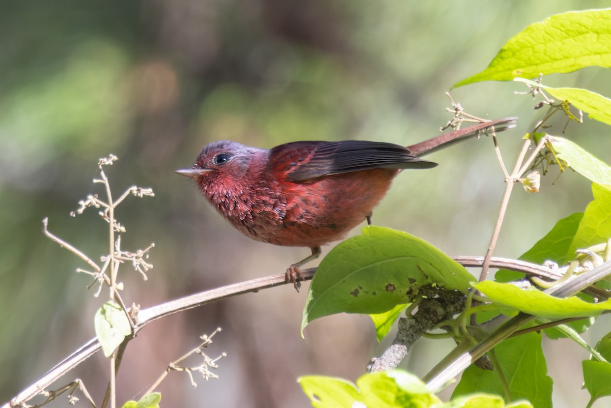 Pink-headed Warbler - ML645895279
