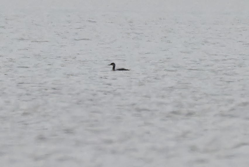 Grèbe jougris - ML645895286