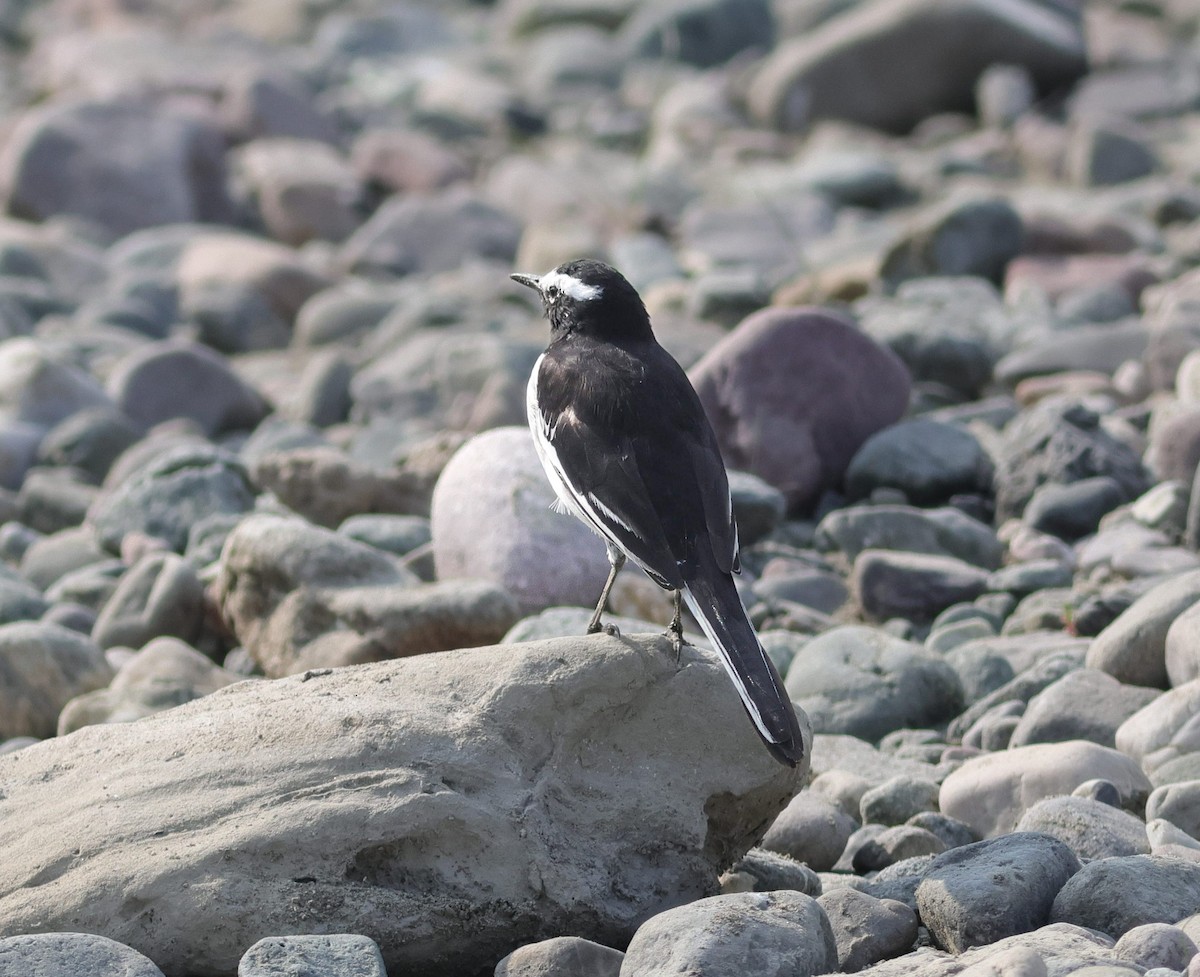 Bergeronnette indienne - ML645895287