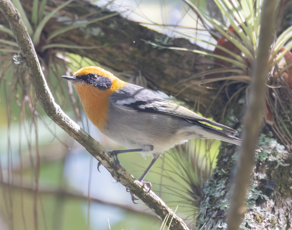 Olive Warbler - ML645895288