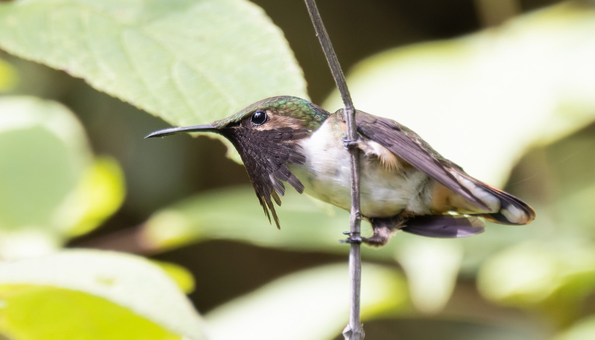Wine-throated Hummingbird - ML645895296