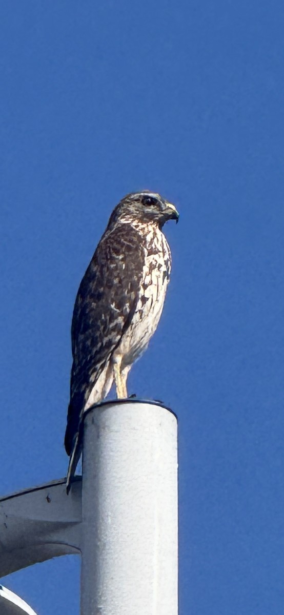 Red-shouldered Hawk - ML645895305