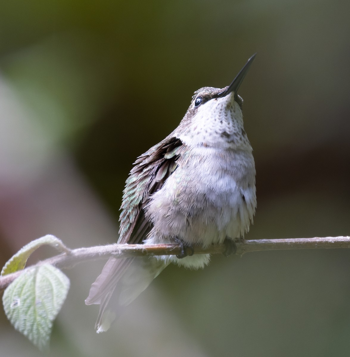 Ruby-throated Hummingbird - ML645895309