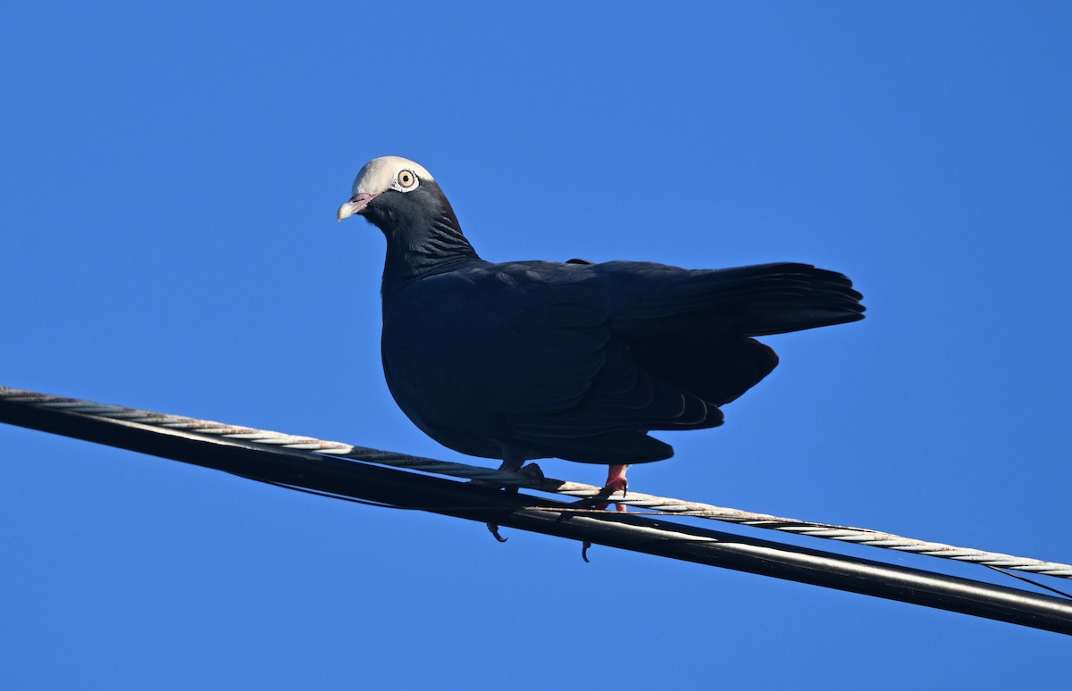 holub antilský - ML645895310