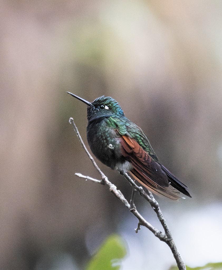 Garnet-throated Hummingbird - ML645895315