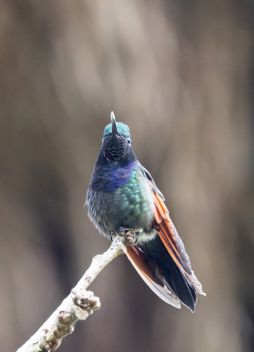 Garnet-throated Hummingbird - ML645895316