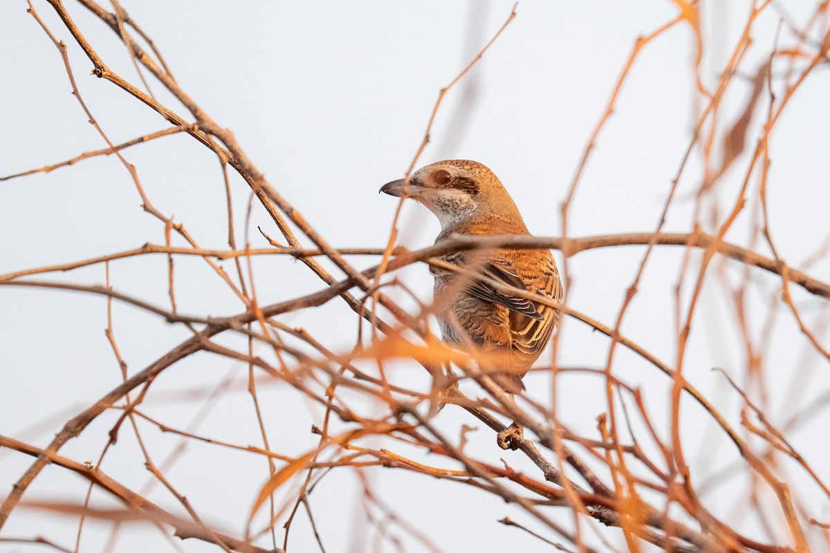Red-backed Shrike - ML645895319