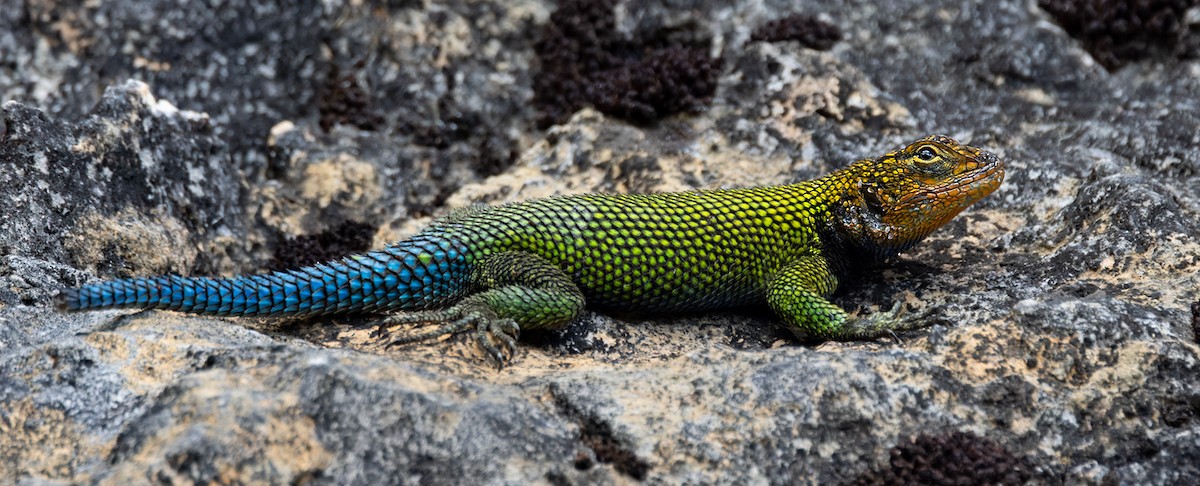 Guatemalan Emerald Spiny Lizard - ML645895326