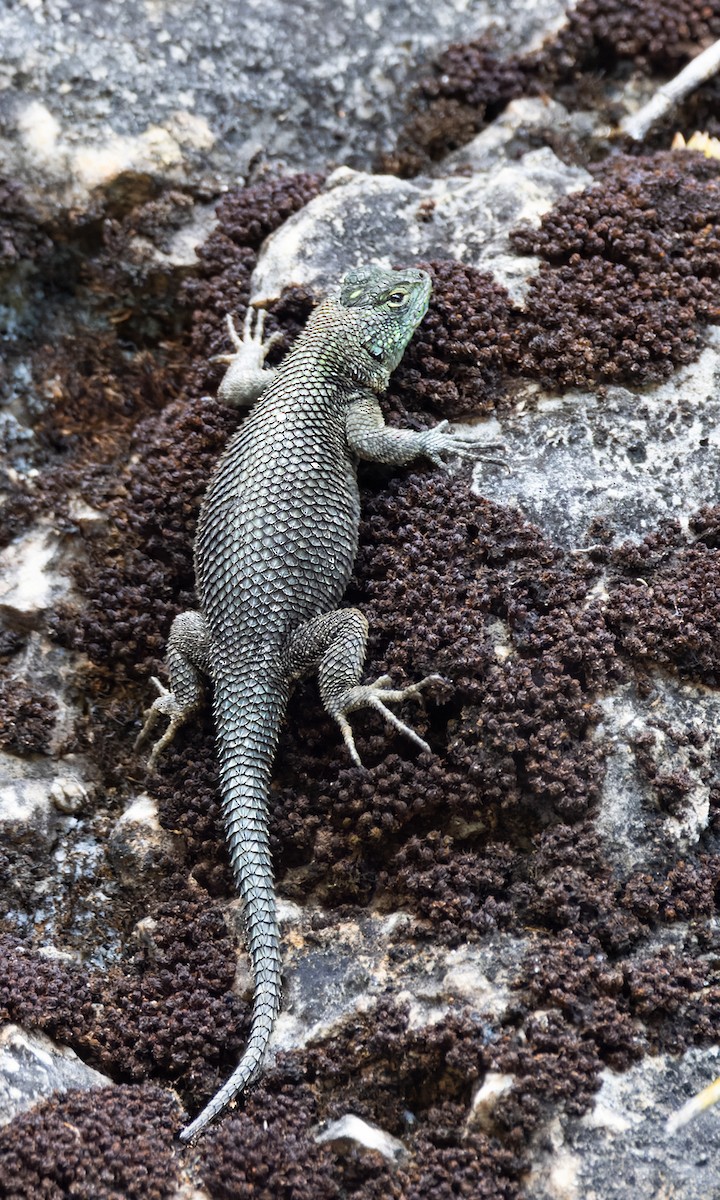 Reptiles - ML645895327