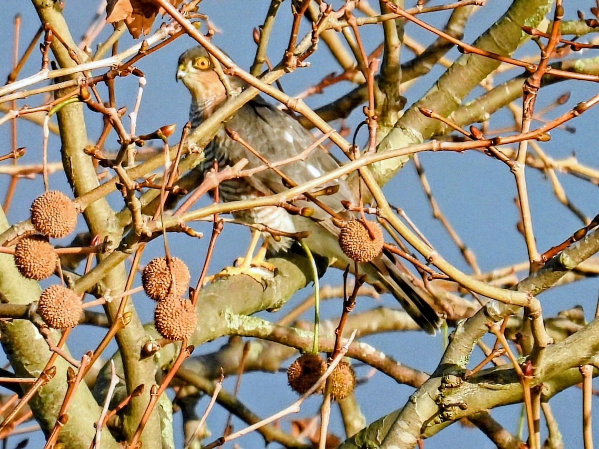 Sparviere - ML645895333