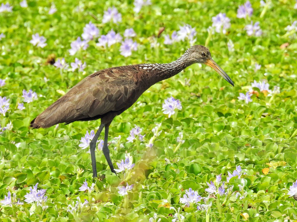 Limpkin - ML645895336