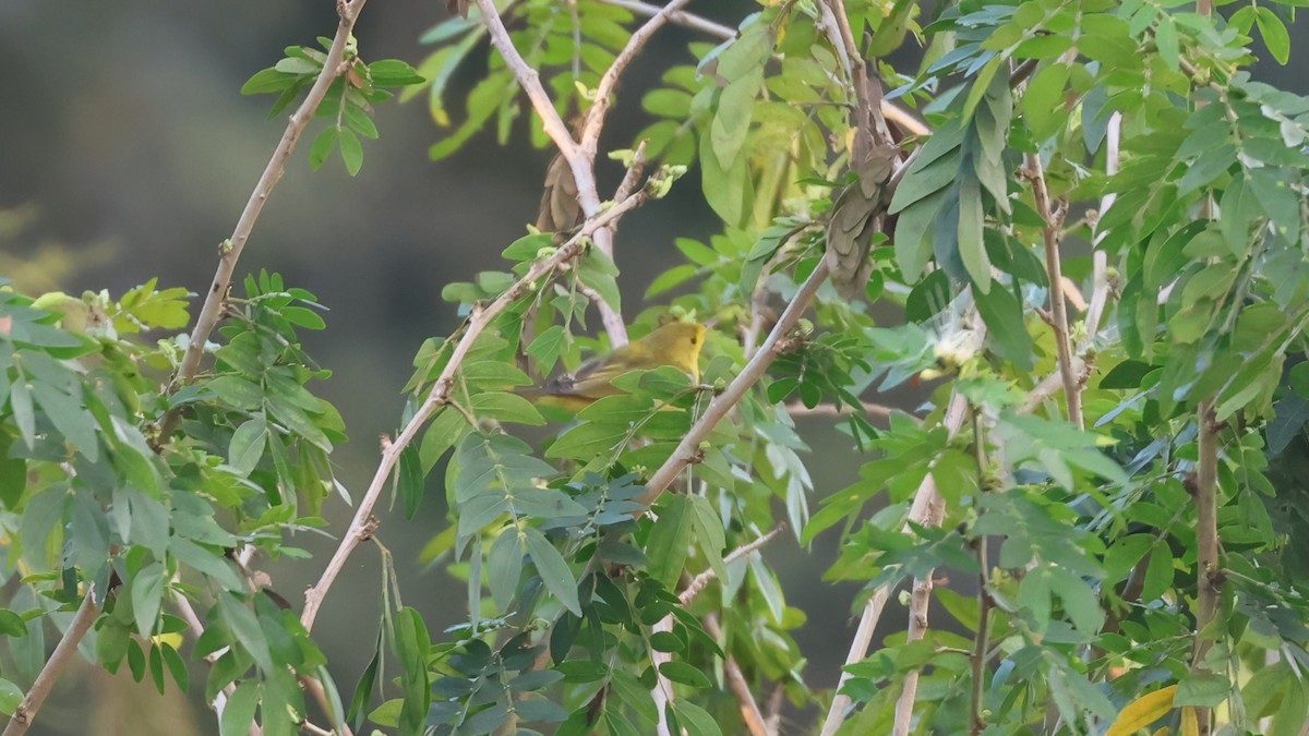 lesňáček sp. (Parulidae sp.) - ML645895344