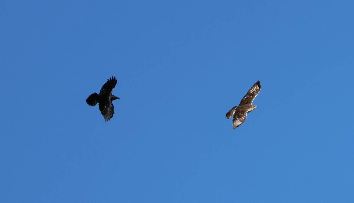 Ferruginous Hawk - ML645895350