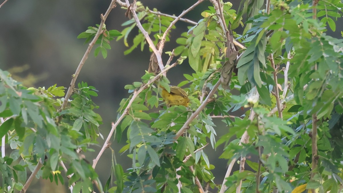 lesňáček sp. (Parulidae sp.) - ML645895351