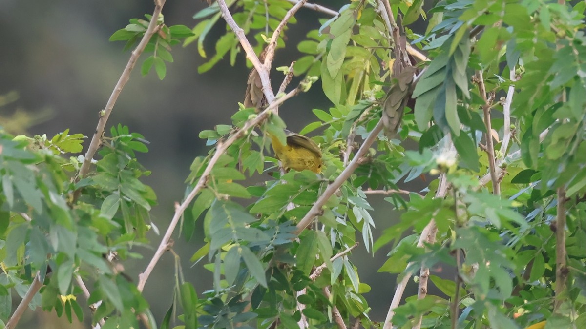 lesňáček sp. (Parulidae sp.) - ML645895354