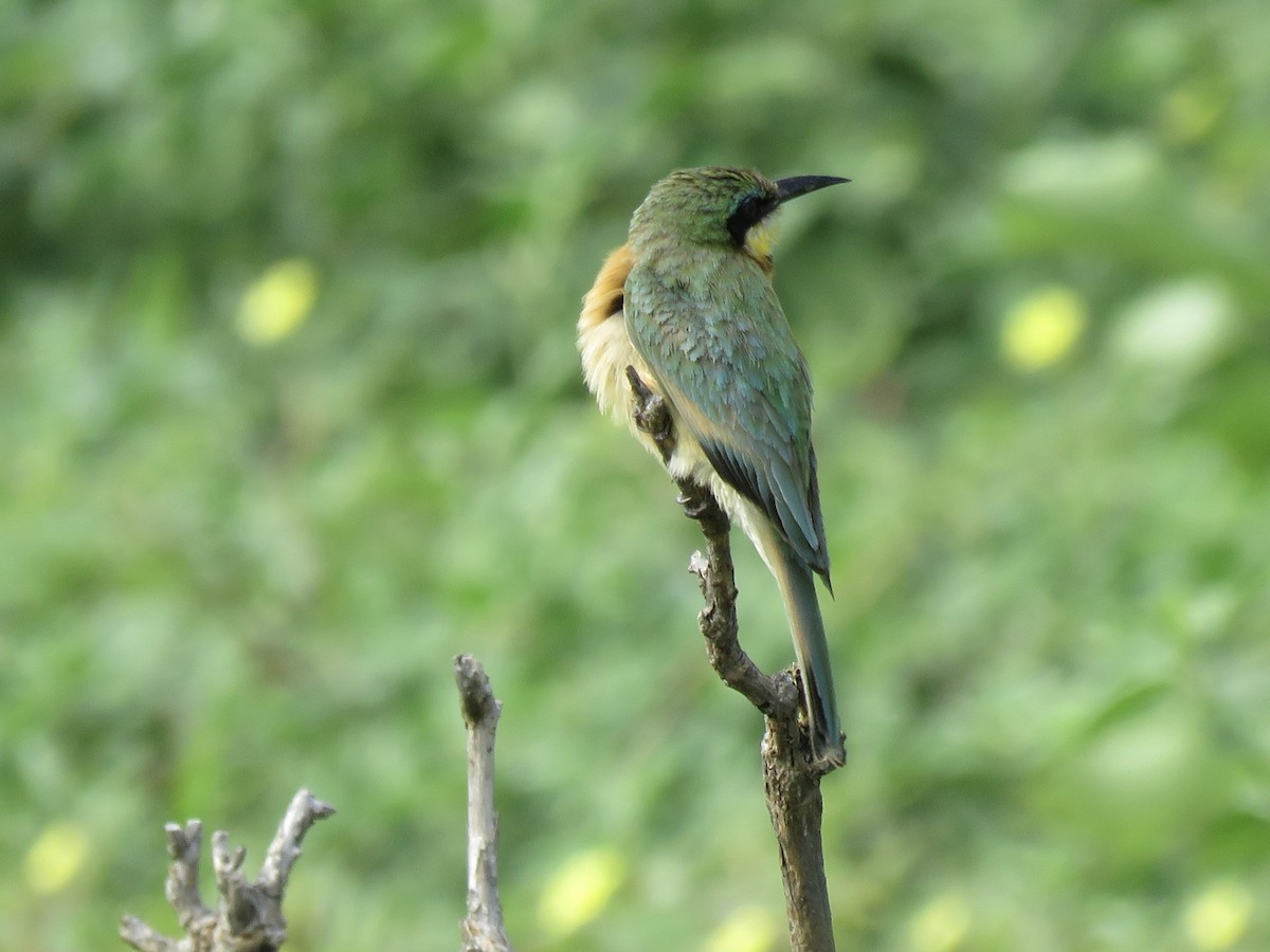 Карликовая щурка - ML645895356