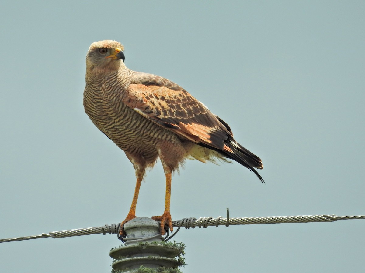 Саванный крабоед - ML645895358