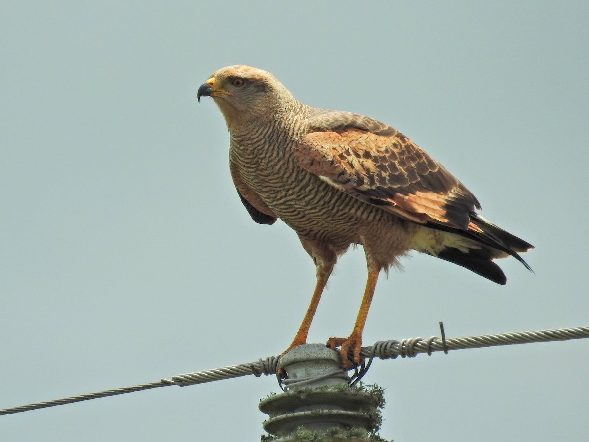 Саванный крабоед - ML645895359