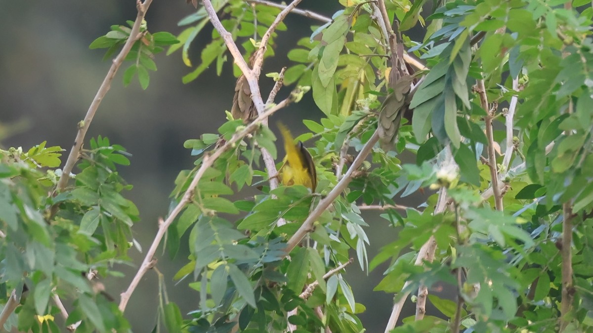 lesňáček sp. (Parulidae sp.) - ML645895360
