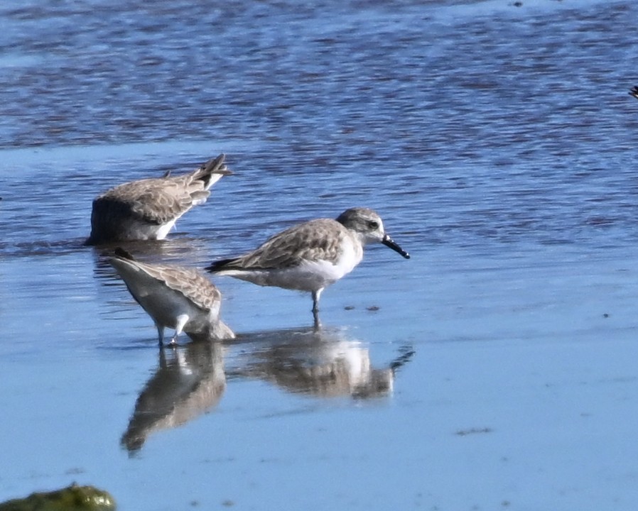 Перепончатопалый песочник - ML645895361