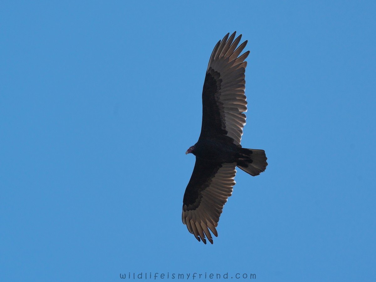 Катарта-индейка - ML645895362