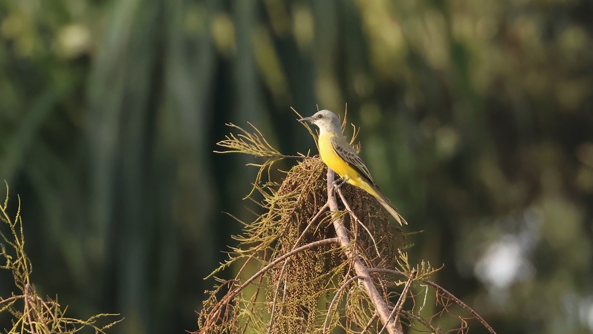 Tropical Kingbird - ML645895363