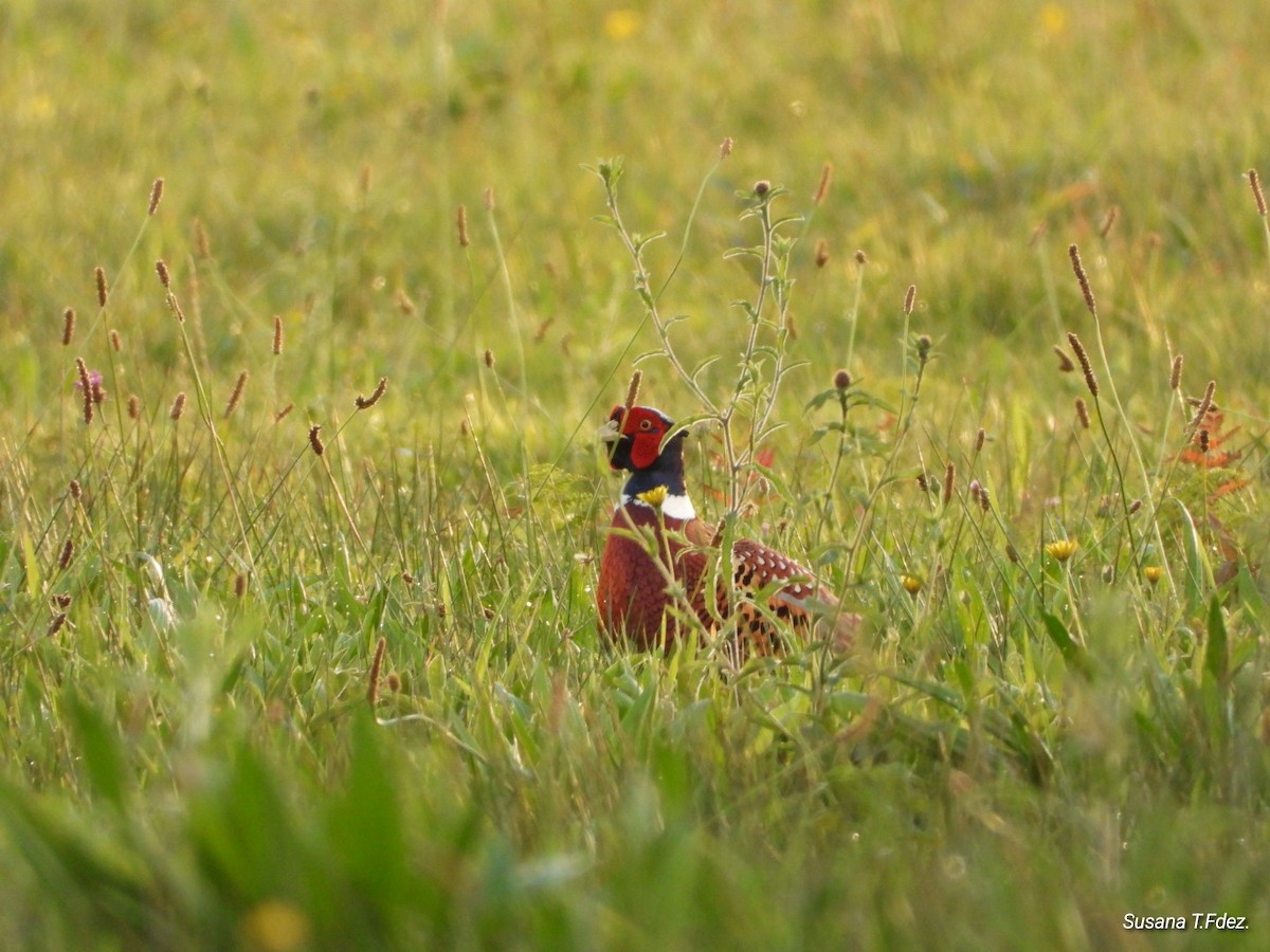 Ring-necked Pheasant - ML645895364
