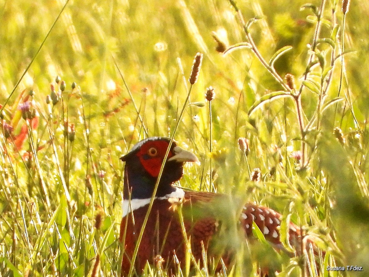 Ring-necked Pheasant - ML645895366