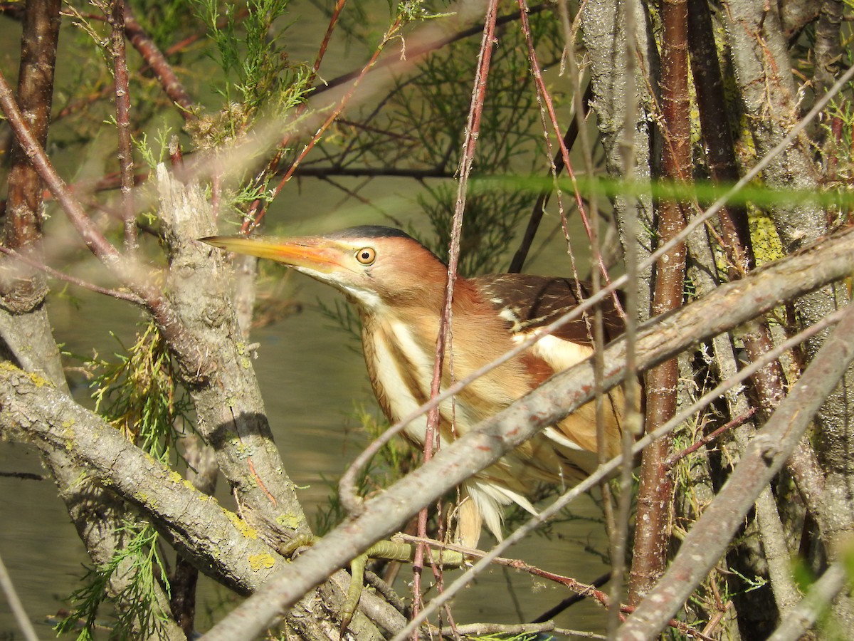 Волчок - ML645895367