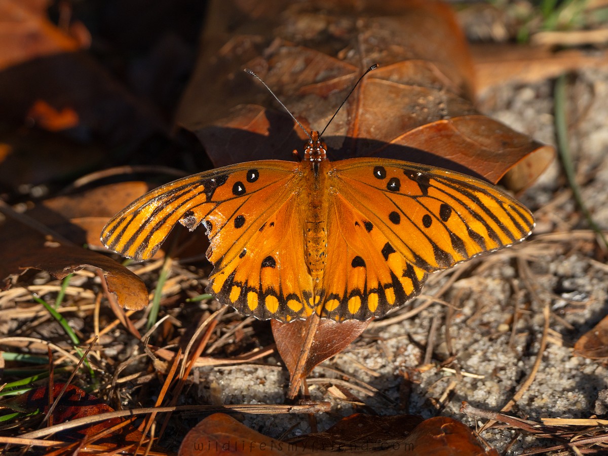 Gulf Fritillary - ML645895368