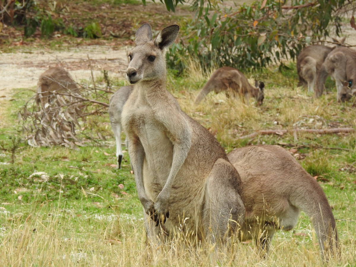 Eastern Grey Kangaroo - ML645895369