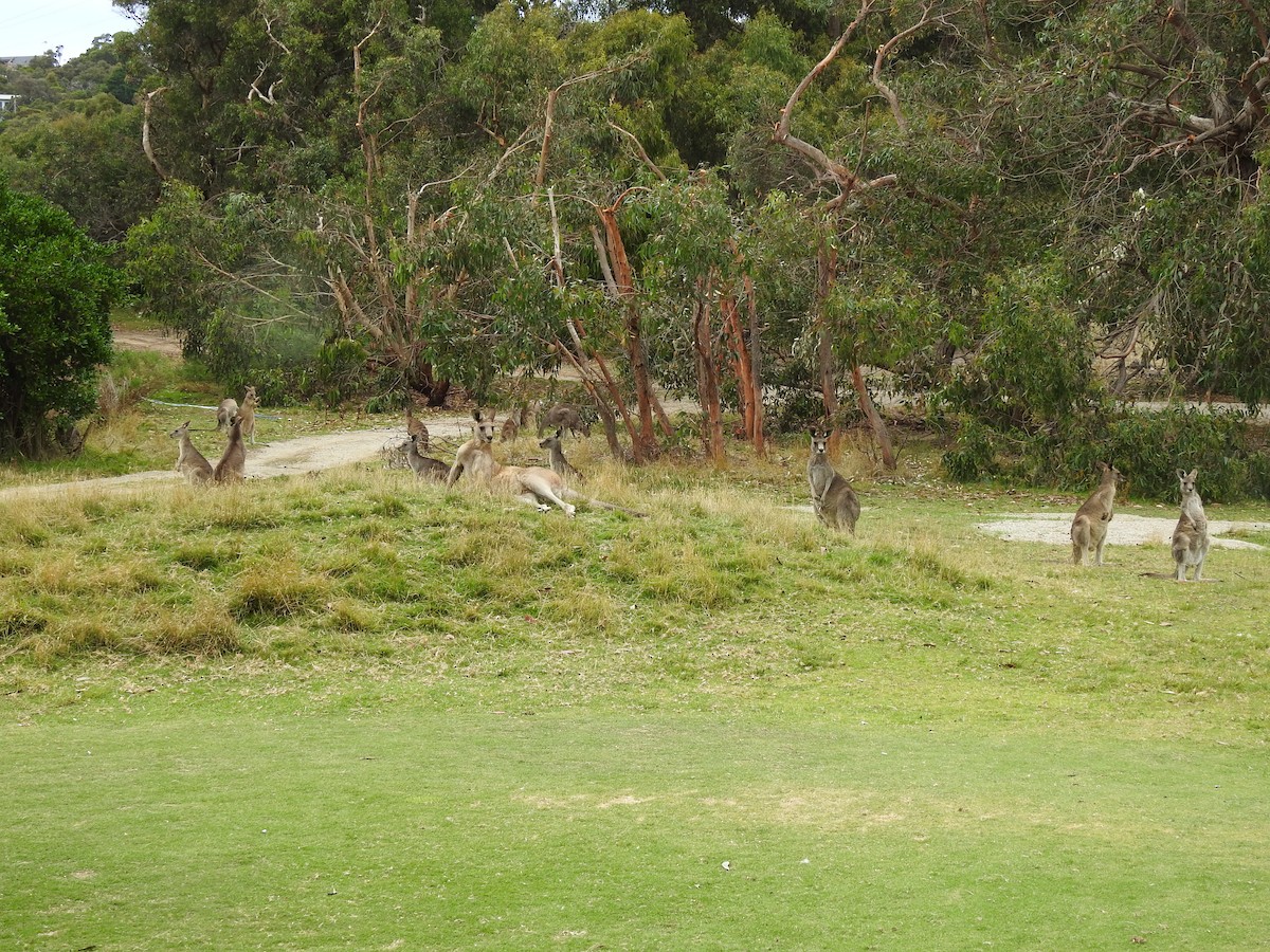 Eastern Grey Kangaroo - ML645895371