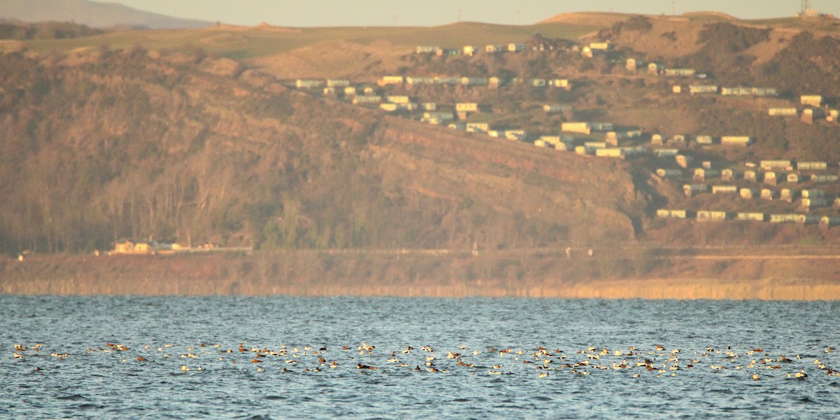 Гага - ML645895372