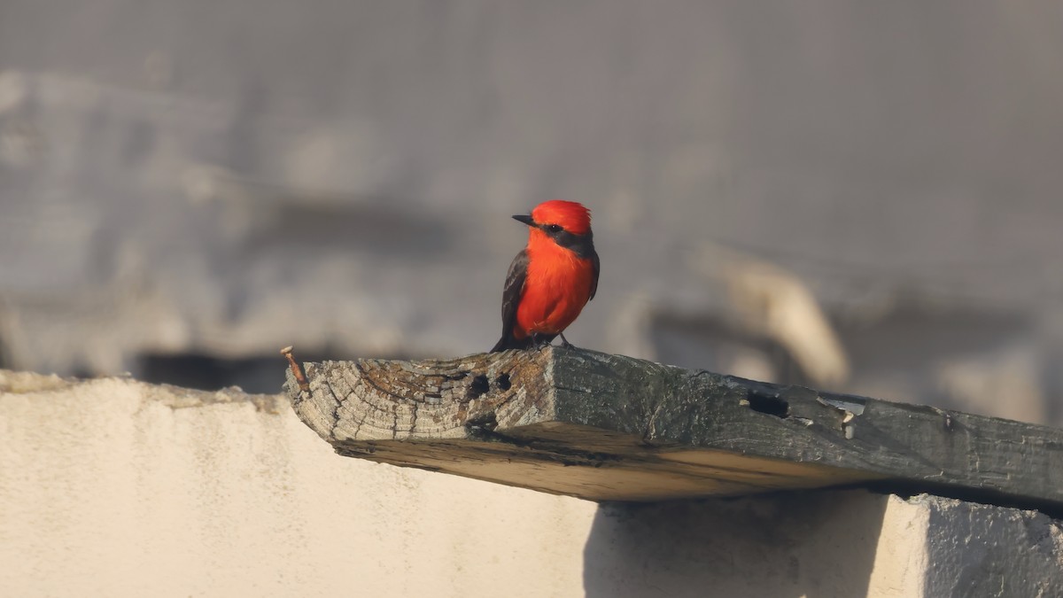 Vermilion Flycatcher - ML645895373