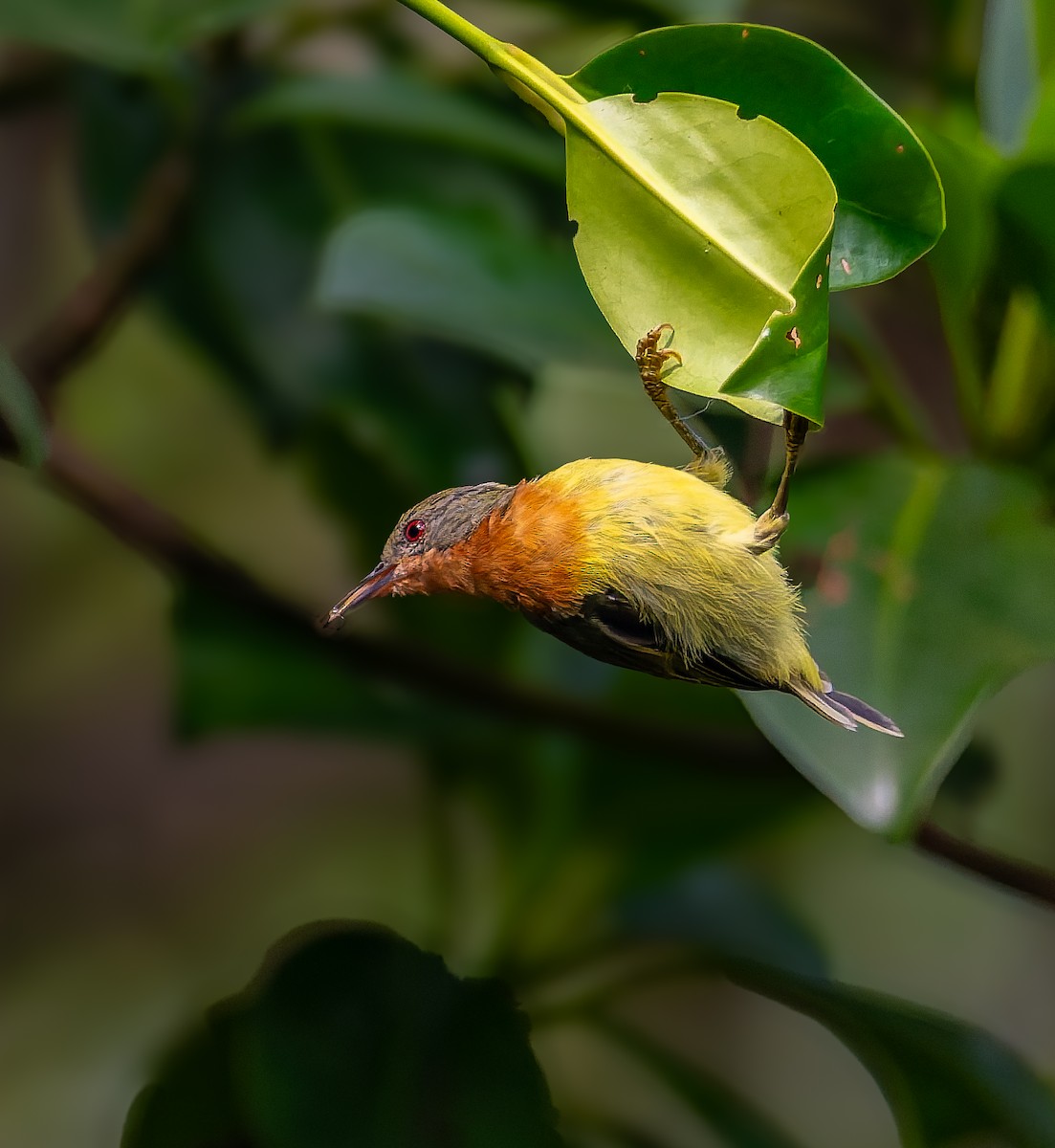 Карминнощёкая нектарница - ML645895374