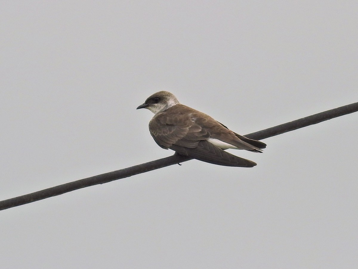 Буроватая ласточка - ML645895375