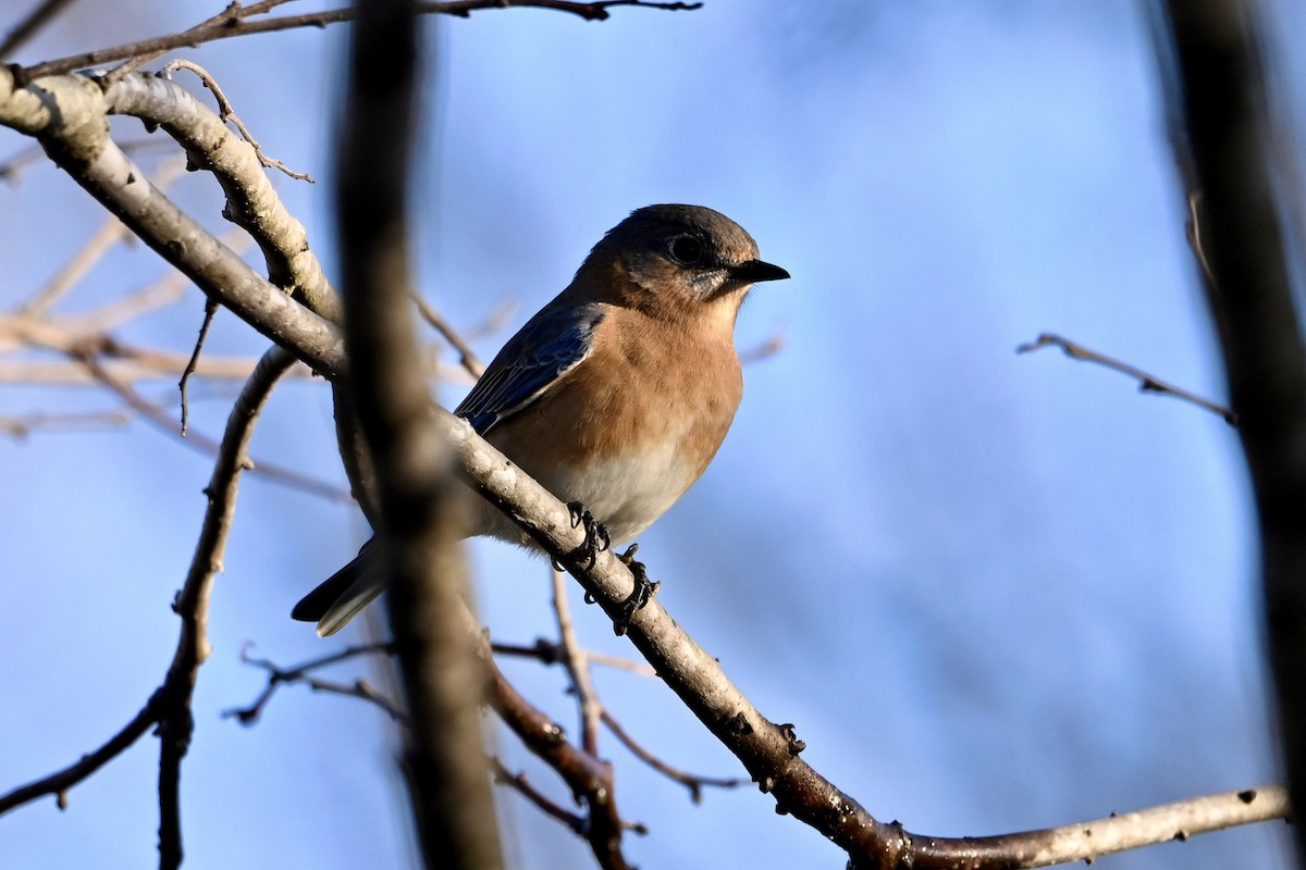 Восточная сиалия - ML645895376