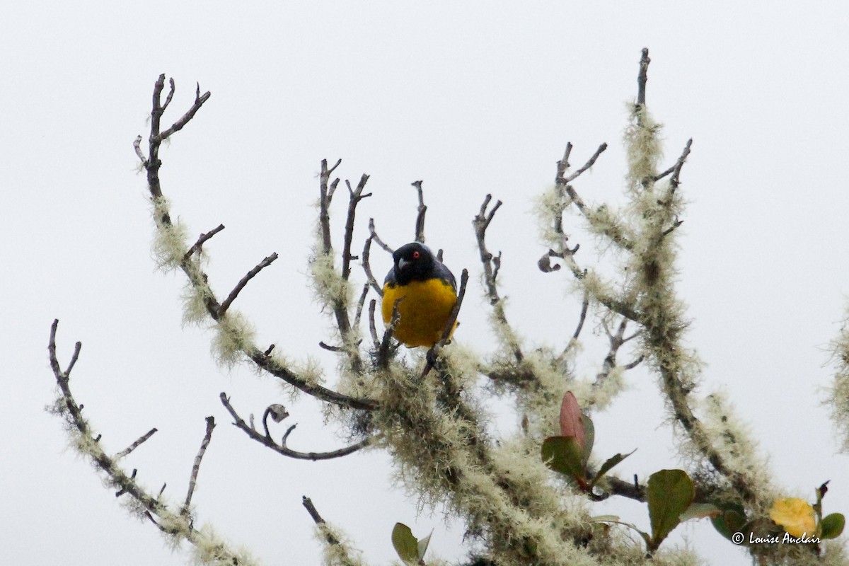 Горная танагра - ML645895377