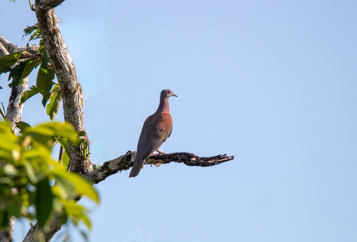 Рыжспинный голубь - ML645895378