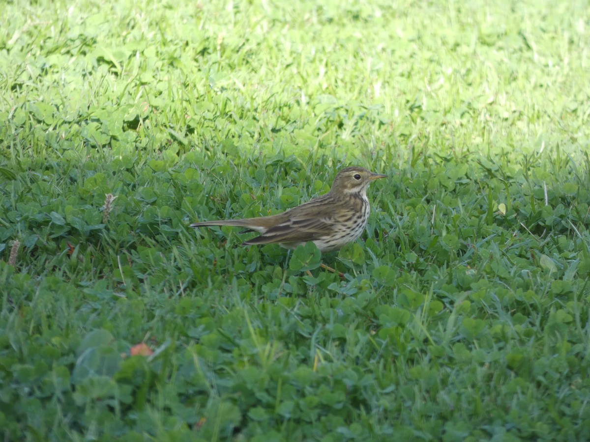 Луговой конёк - ML645895379