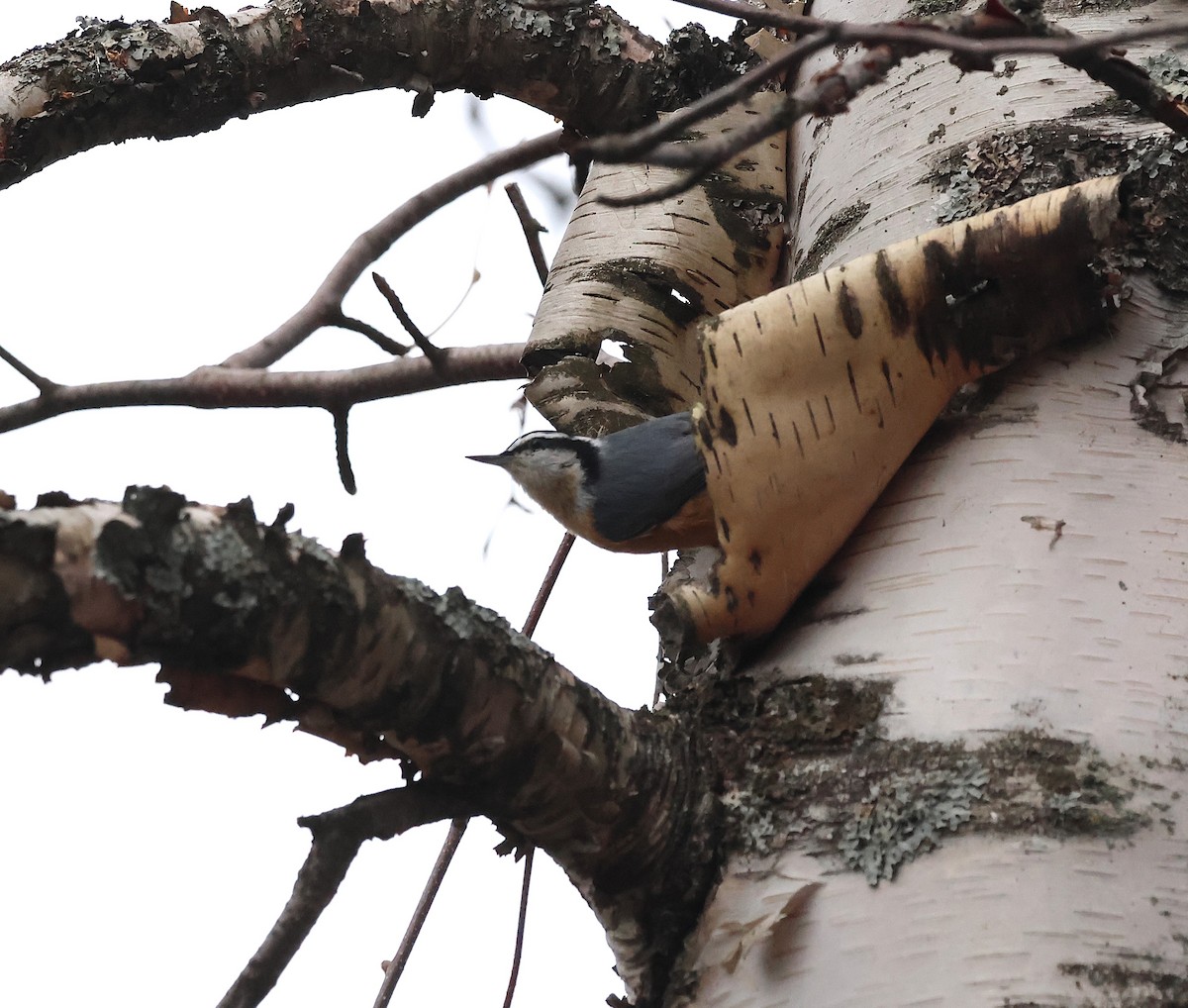 Канадский поползень - ML645895380