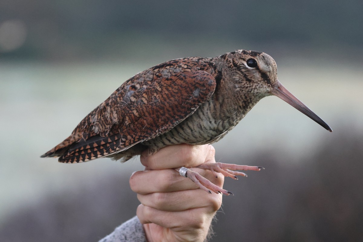 Eurasian Woodcock - ML645895381