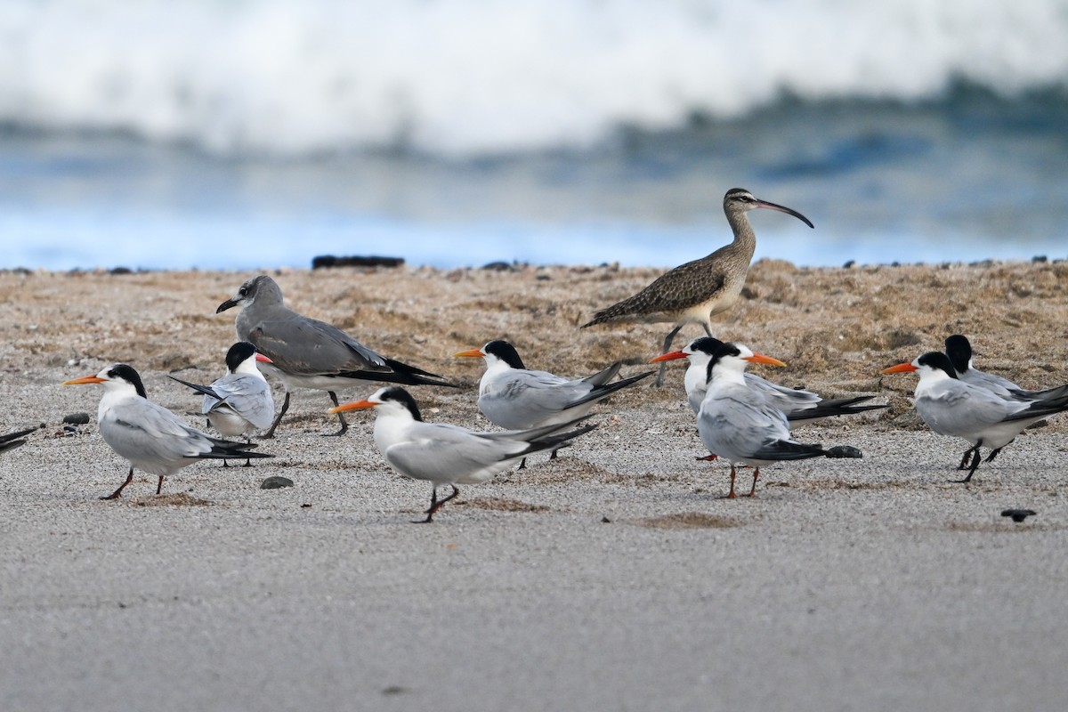Elegant Tern - ML645895386